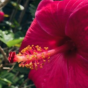 Meet your Posher, Rosalyn